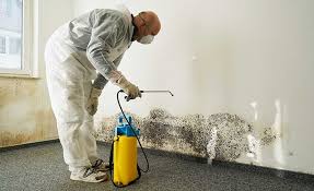 Best Attic Mold Removal  in Fulshear, TX